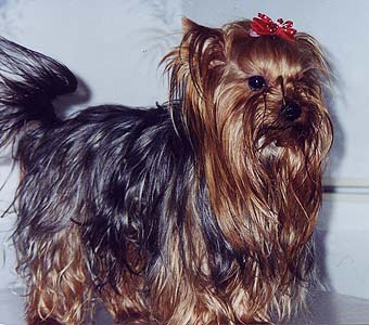 ����������� ������.