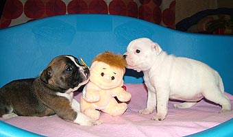 ��������������� ���������� - �����.