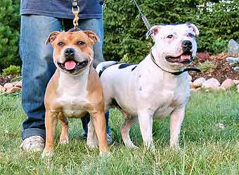 ��������������� �����������.