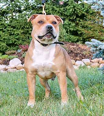 ��������������� ����������.