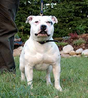 ��������������� ����������.