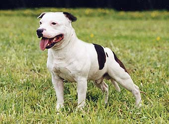 ��������������� ����������.