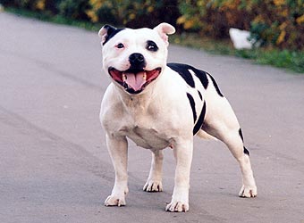 ��������������� ����������.