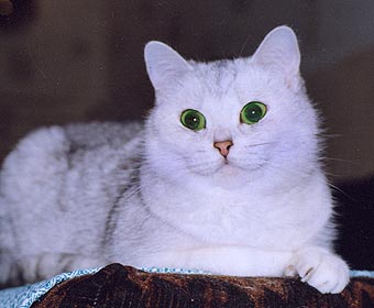 ���������� �����.