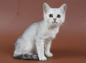 ���������� �������.