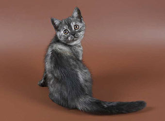 ���������� �������.