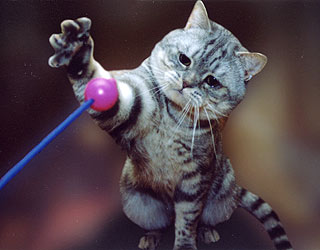 ���������� ��� ������ ����������-������� ����.