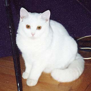 ���������� ����� ������ ������ I.Ch. Asenta Blue Dream's.