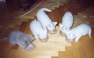 ���������� � ����������� ��������� ������ ������ � �������� ������.