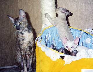 ����� ������-���� � ��������.