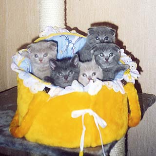 ����������� ��������� � ���������� ������.