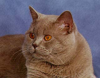 ���������� ��� ������� ���� ��� �����