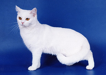 ���������� ����� ������ ������ I.Ch. Asenta Blue Dream's.