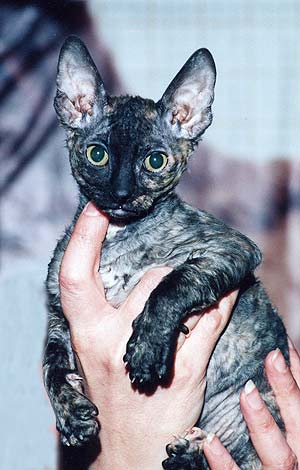 ������� ������-����.