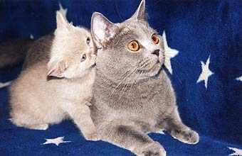 ���������� �����.