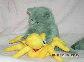 ���������� �������.