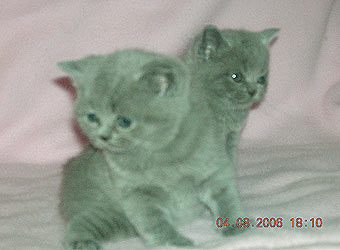 ���������� ������.