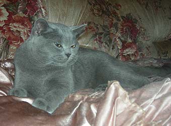 ���������� ��� Clark British Simmphony.