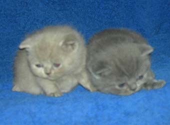 ���������� ������.