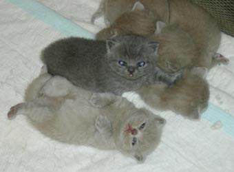 ���������� ������.