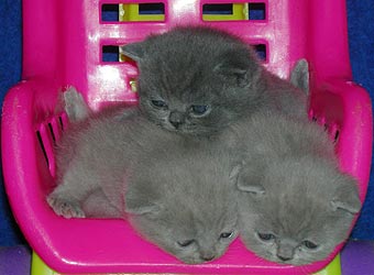 ���������� ������.