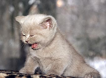 ���������� �������.