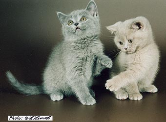 ���������� ������.