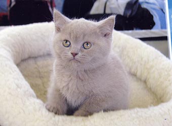 ���������� �������.