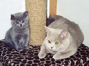 ���������� ����� � �������.