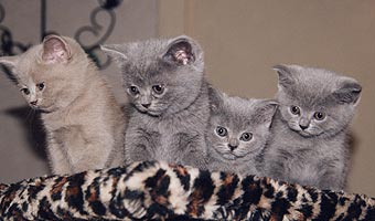 ���������� ������.