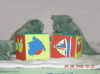 ���������� ������.