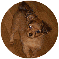 ������� ���