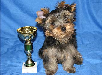 ����������� ������