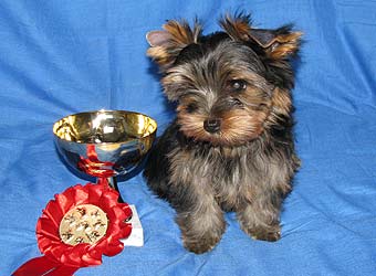 ����������� ������