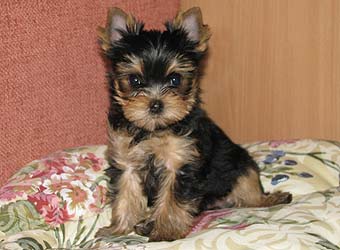 ����������� ������