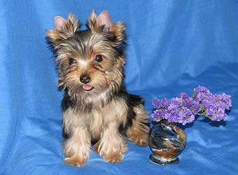 ����������� ������