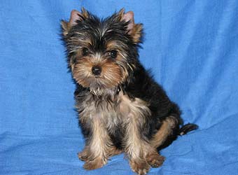 ����������� ������