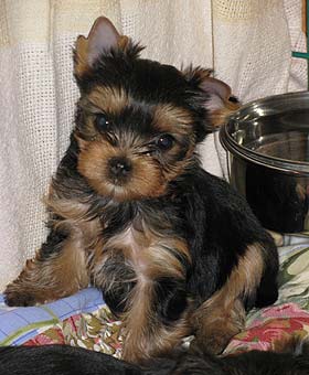 ����������� ������