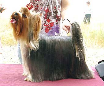 ����������� ������