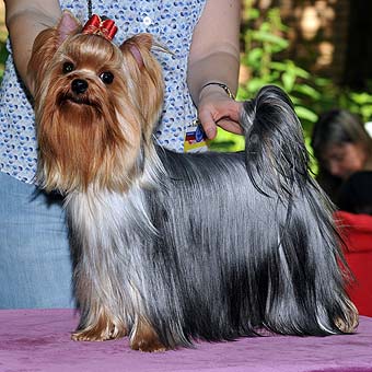 ����������� ������