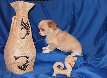 ��������.