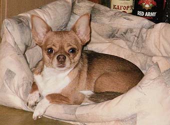 ��������.