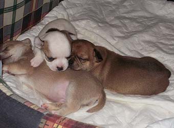 ��������.