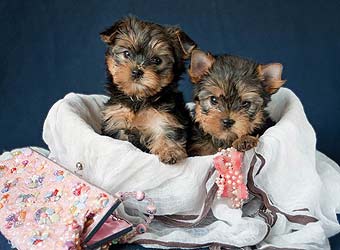 ����������� ������.