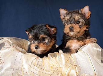 ����������� ������.