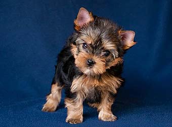 ����������� ������.