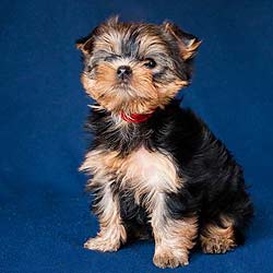 ����������� ������.