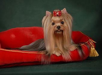 ����������� ������.