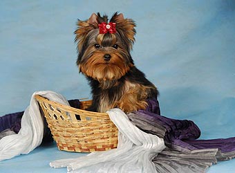 ����������� ������.