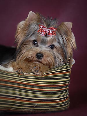 ����������� ������.